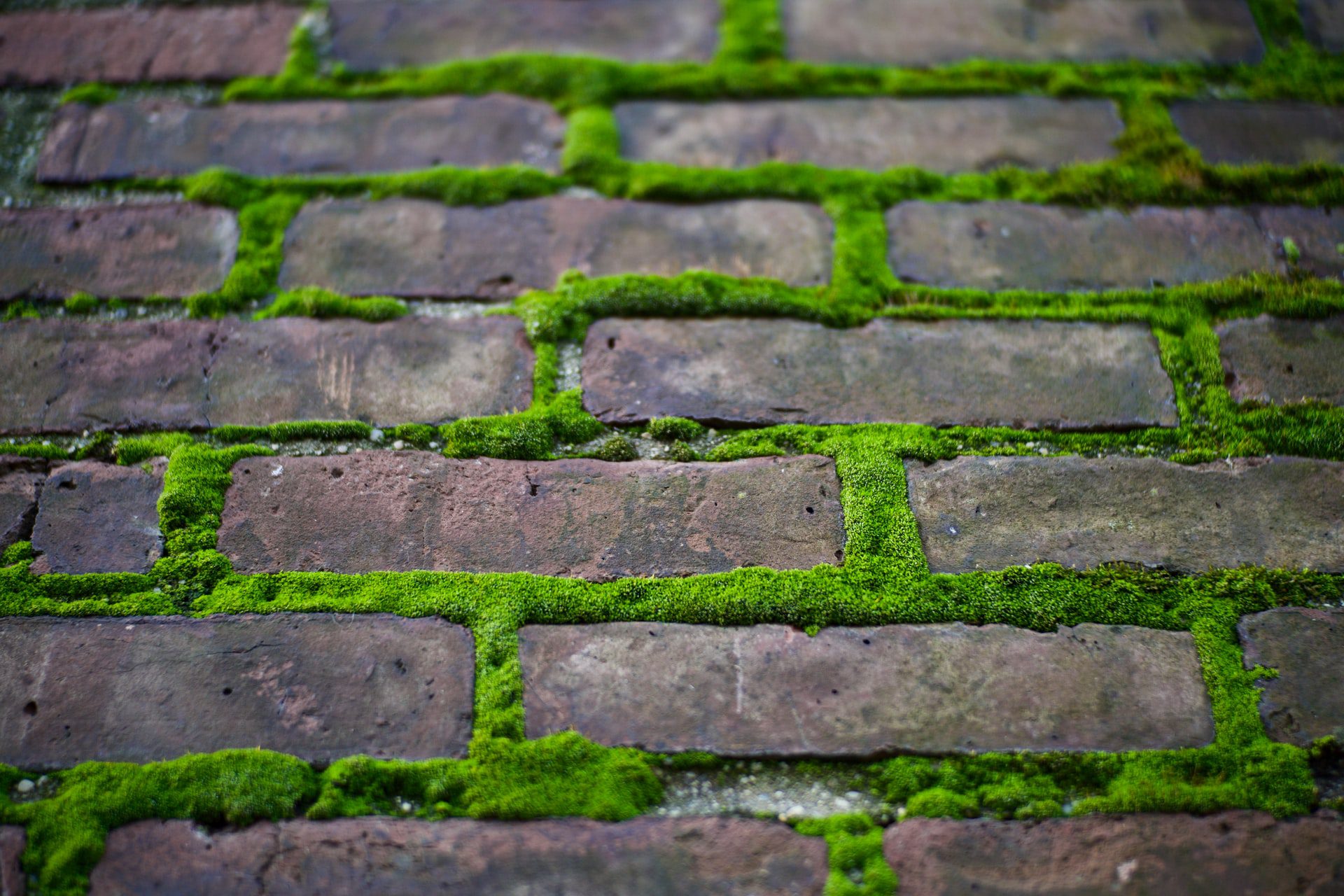 Moss Problems on your Chimney