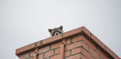 Keep Animals Out of Your Chimney For Good! Here’s How: