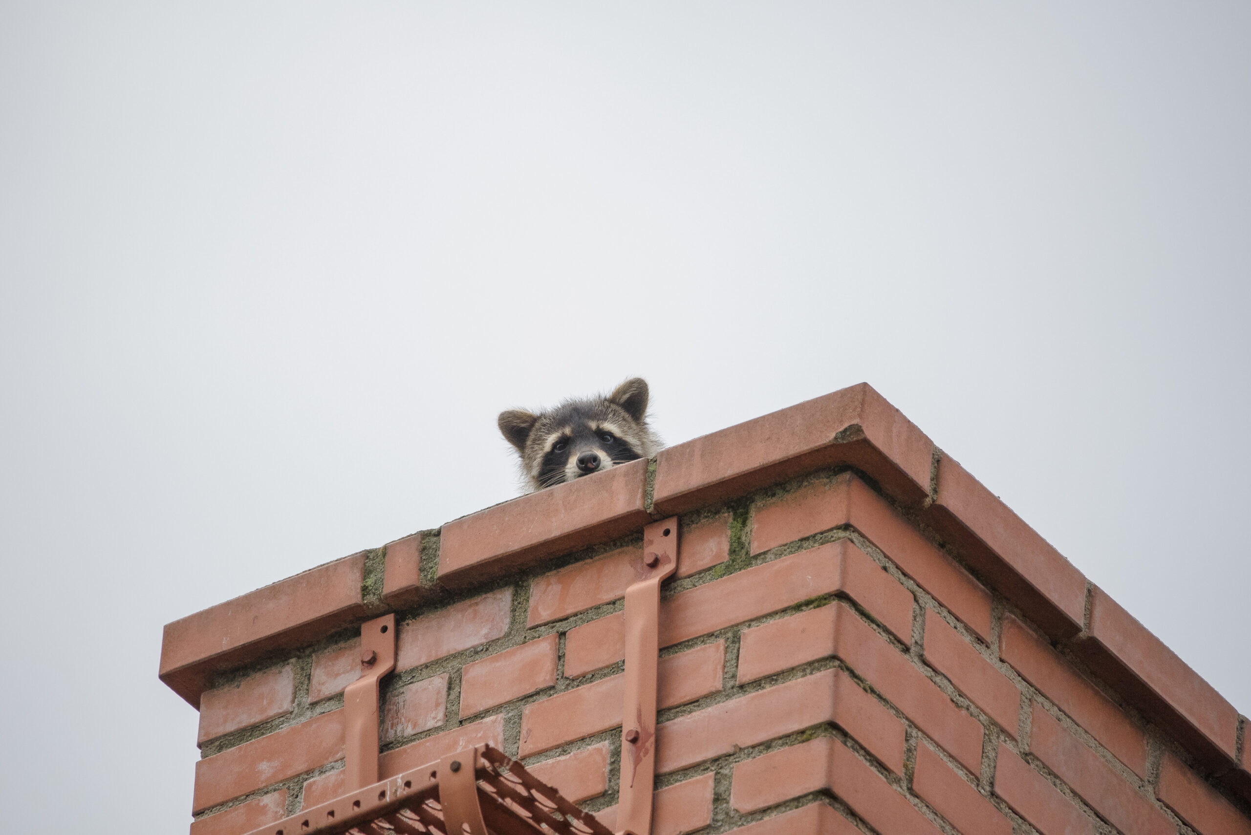 Keep Animals Out of Your Chimney For Good